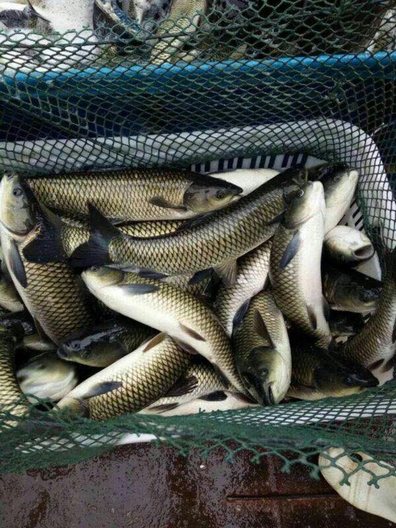 青鱼，成品青鱼，提供养殖技术服务，出售各种规格青鱼