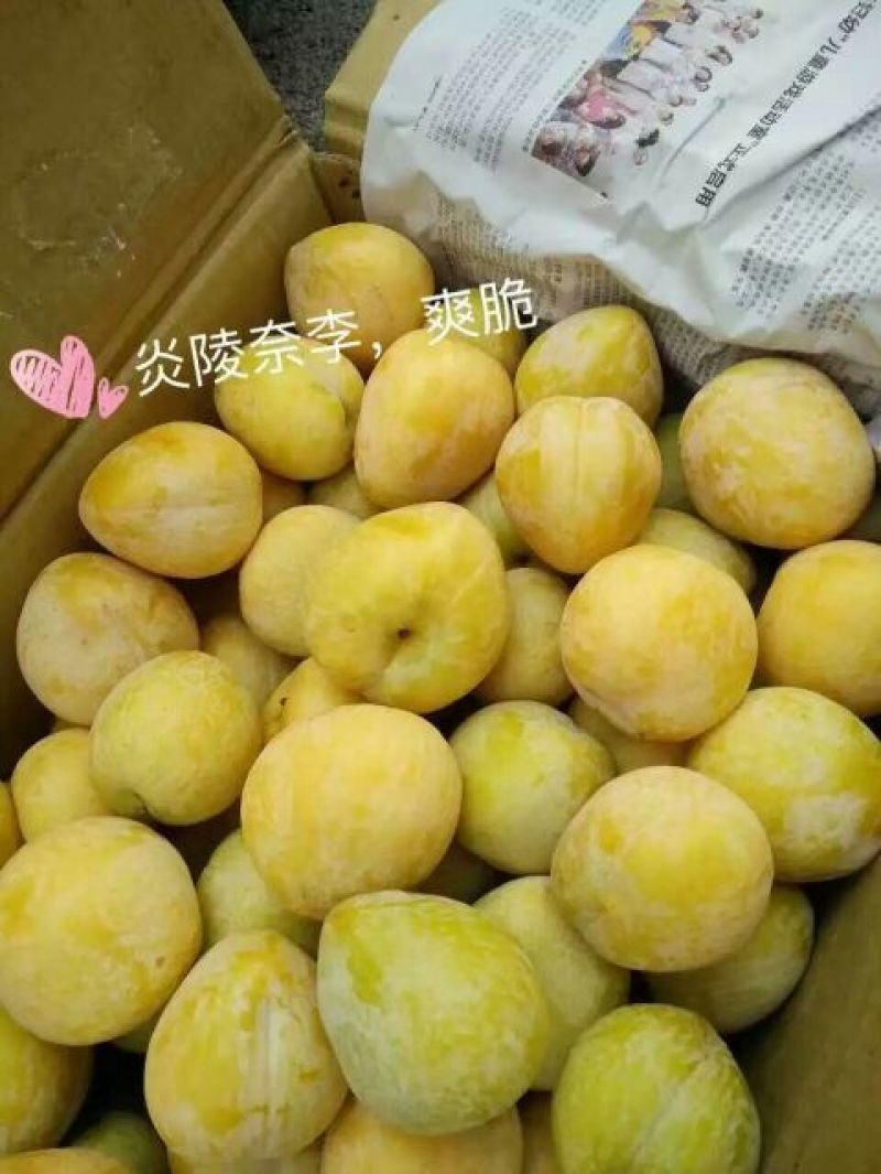 炎陵黄金奈李