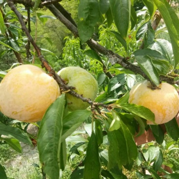 炎陵黄金奈李