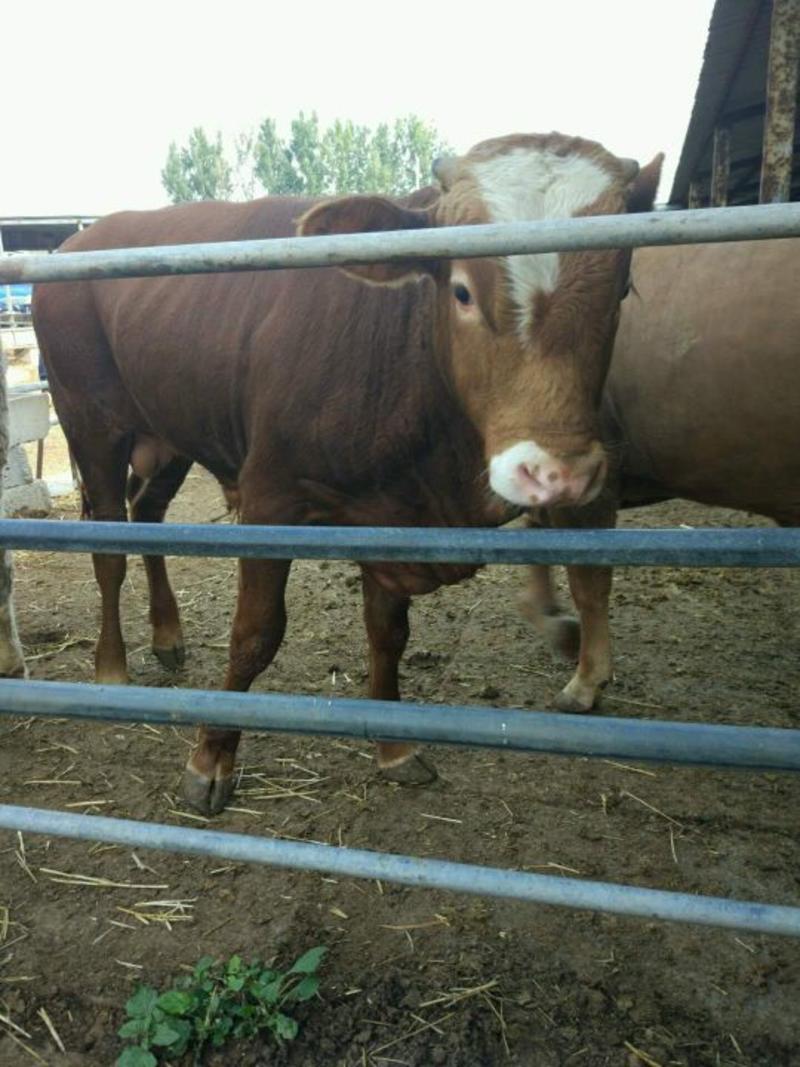 纯种鲁西黄牛，随便挑选，保证成活率，适应能力强