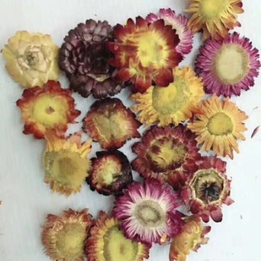 干菊花
