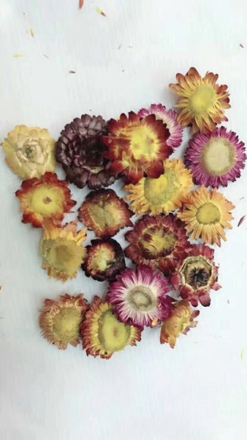 干菊花
