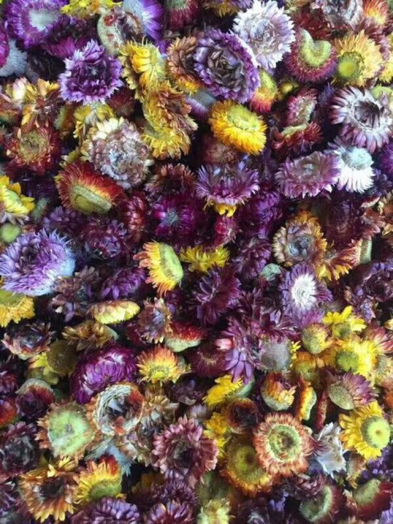 干菊花