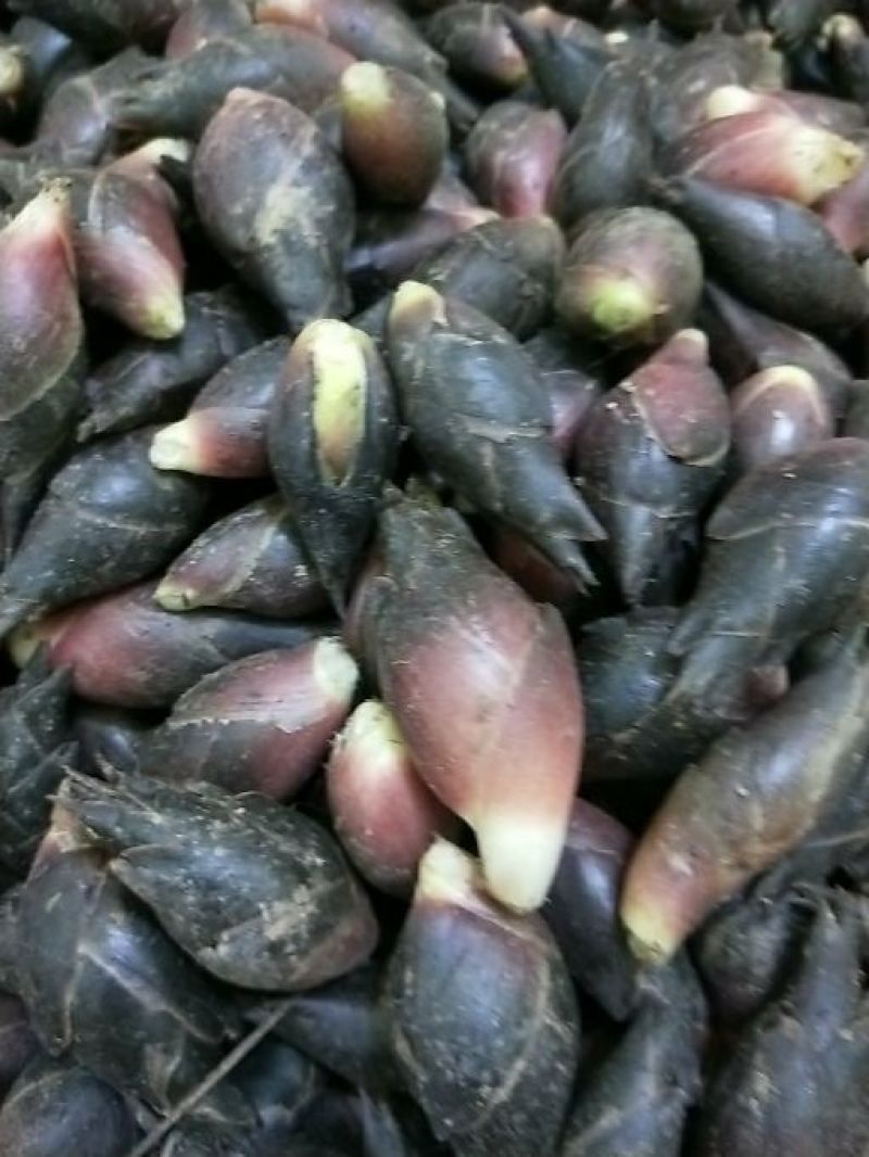 阳菏