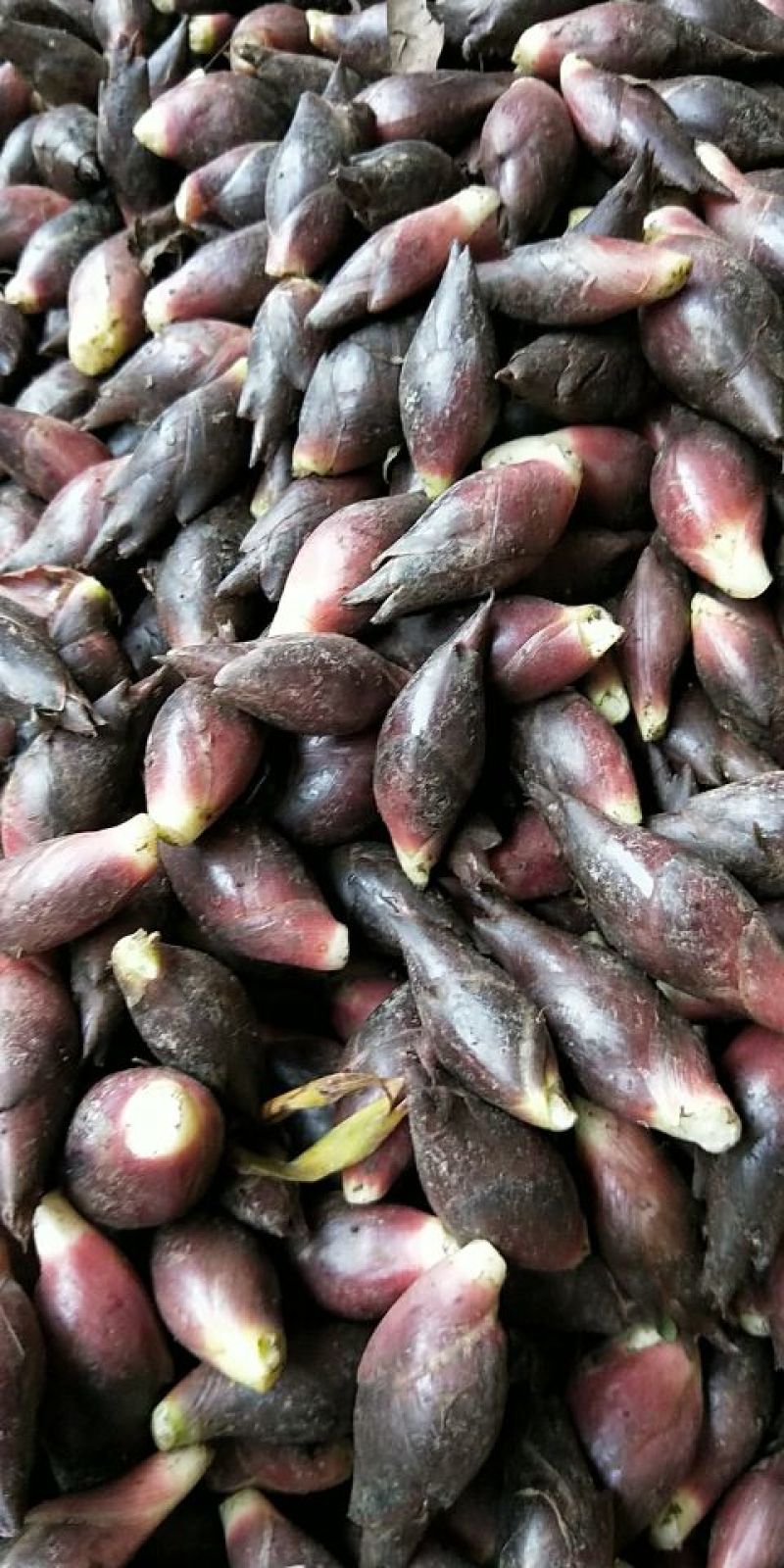 阳菏