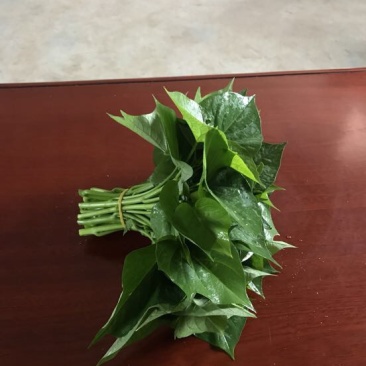 番薯叶20cm以上