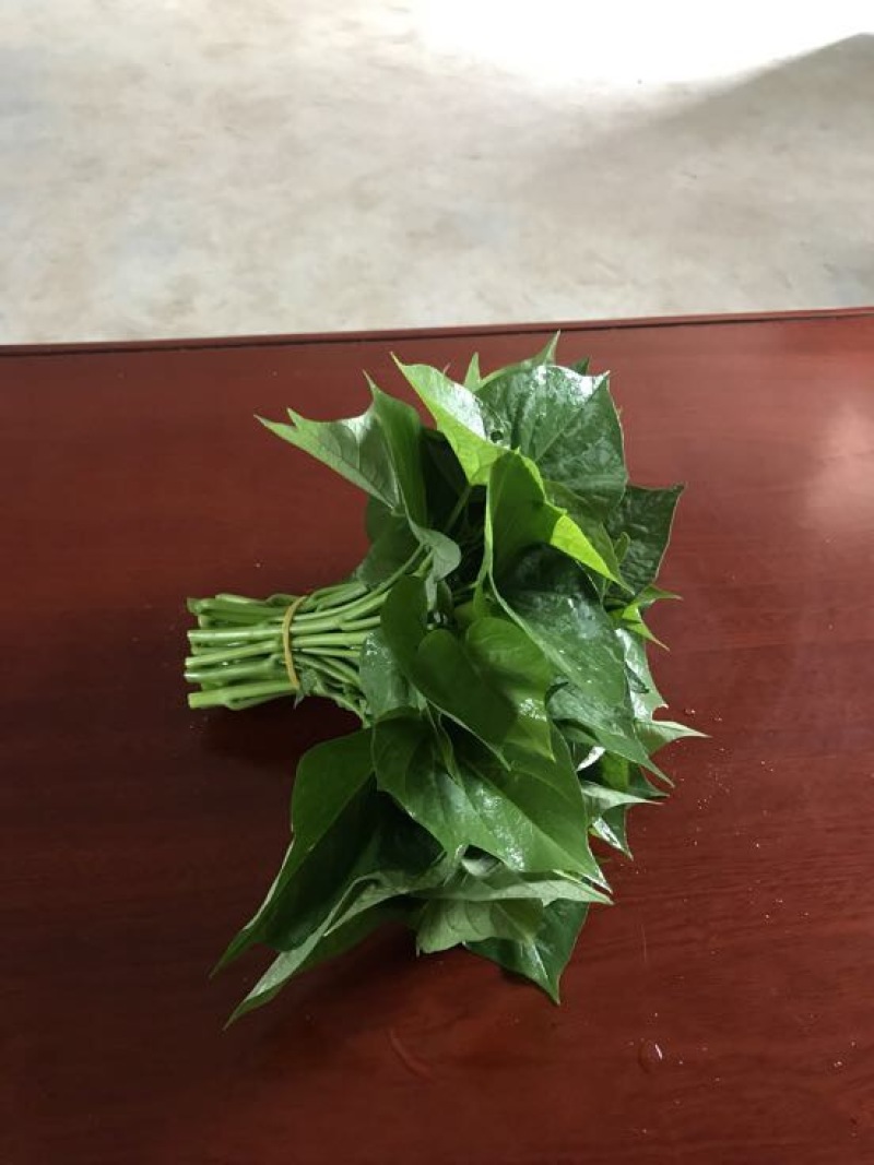 番薯叶20cm以上