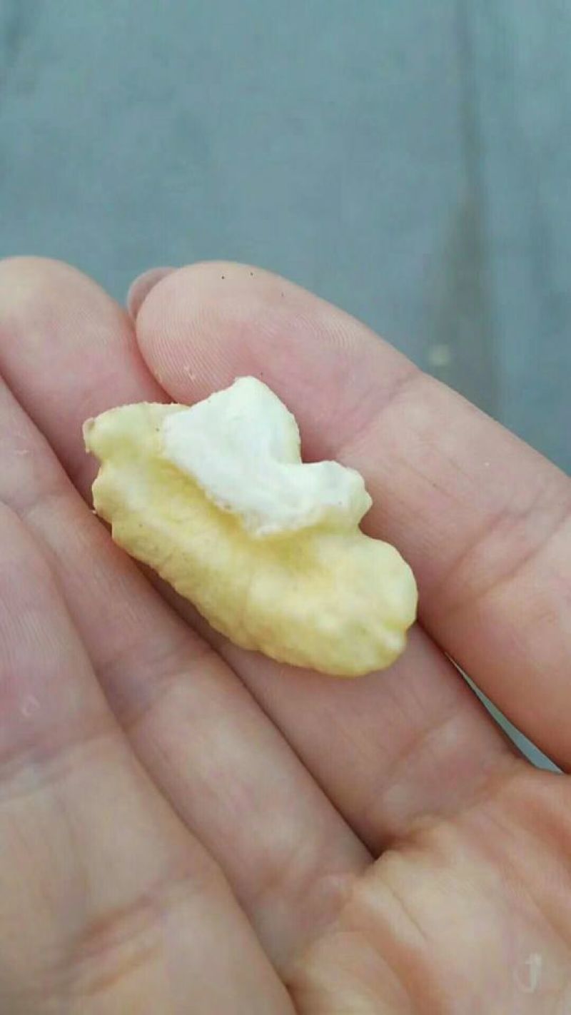 陕西秦岭野生青皮核桃现货供应一件代发诚招