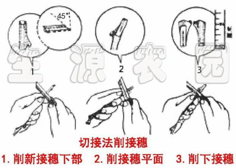 沃柑接穗茂谷柑枝条柑橘柑桔枝条接穗芽头