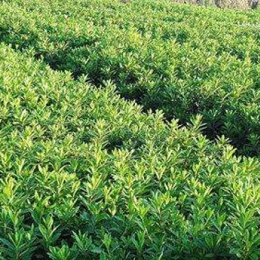 杜鹃小苗