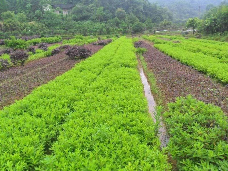 杜鹃小苗