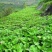 陕西临潼北田板栗红薯，实力供应各大平台，可实地考察