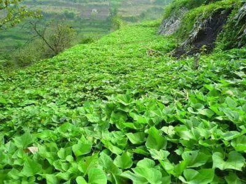 陕西临潼北田板栗红薯，实力供应各大平台，可实地考察