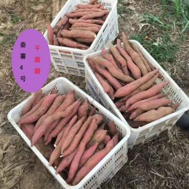陕西临潼北田板栗红薯，实力供应各大平台，可实地考察