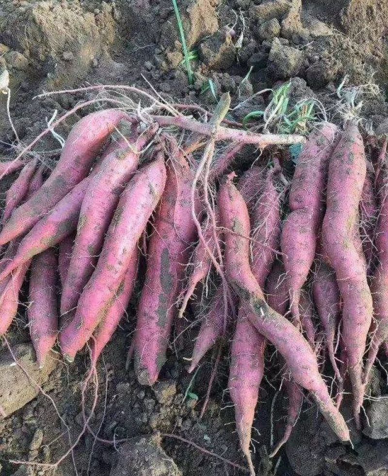 陕西临潼北田板栗红薯，实力供应各大平台，可实地考察