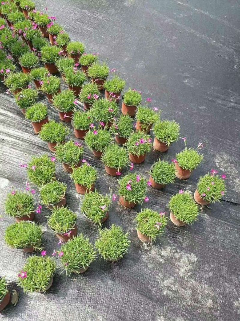 PE材质除草布0.6米宽500米长