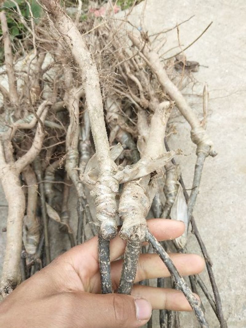 翠冠梨树苗，当年结果苗，口感好，欢迎进店联系