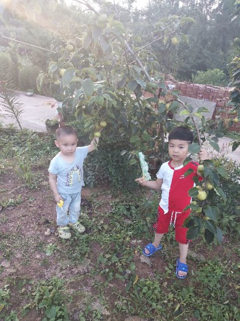 翠冠梨树苗，当年结果苗，口感好，欢迎进店联系