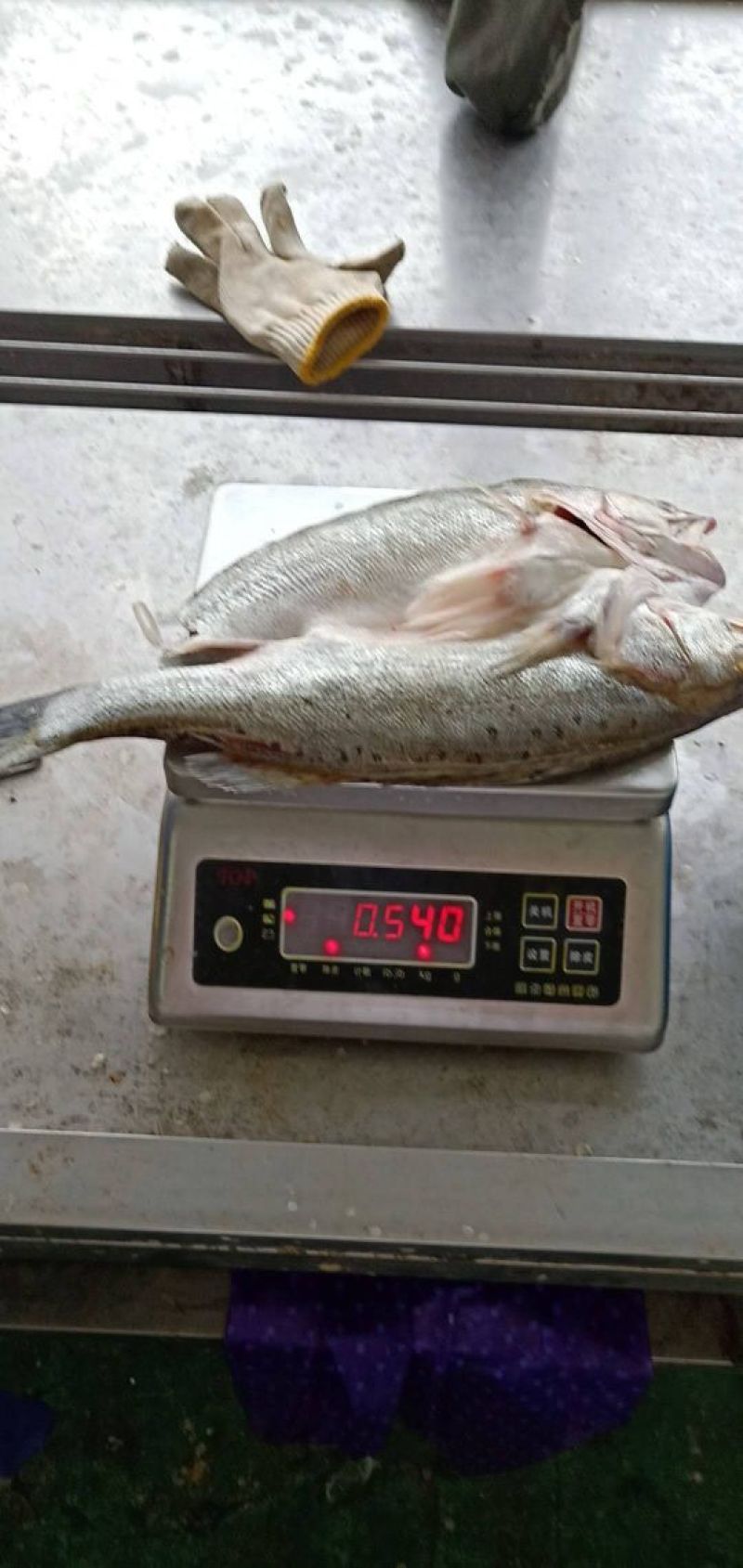 鲈鱼