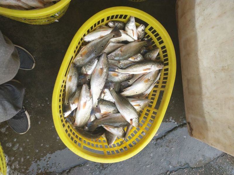 鲈鱼