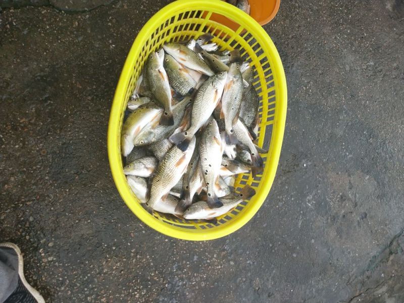 鲈鱼
