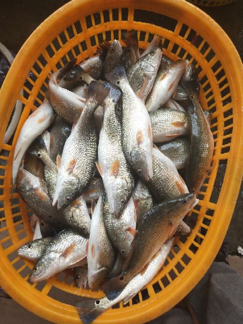 鲈鱼