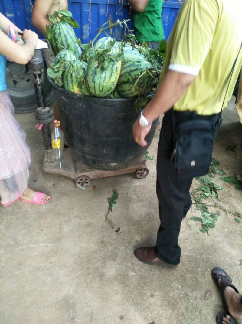 甜王西瓜8
