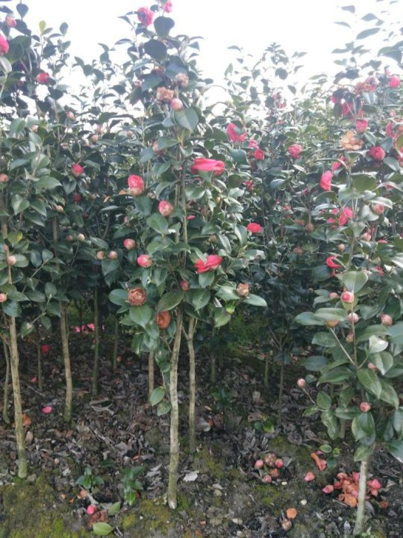 大量现货茶花2到3公分现货