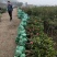 大量现货茶花2到3公分现货