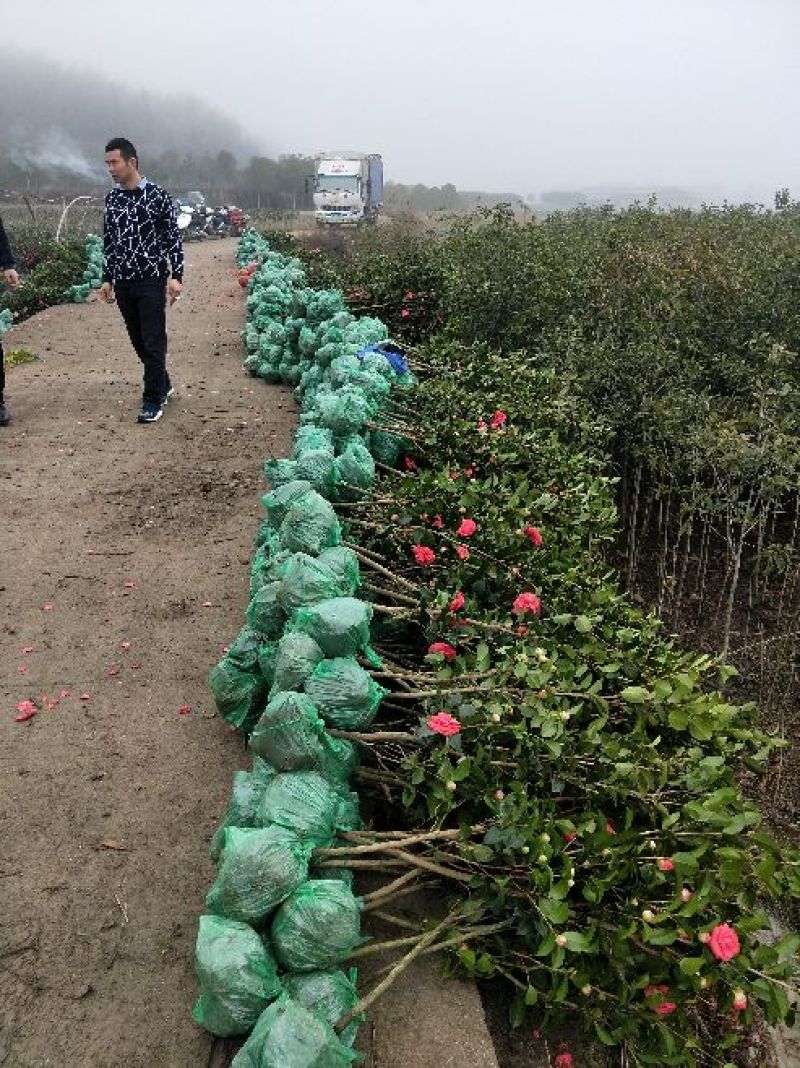 大量现货茶花2到3公分现货