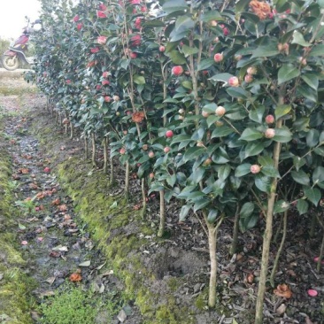 大量现货茶花2到3公分现货