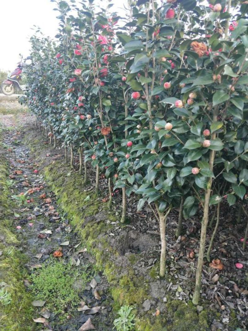 大量现货茶花2到3公分现货