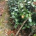 大量现货茶花2到3公分现货