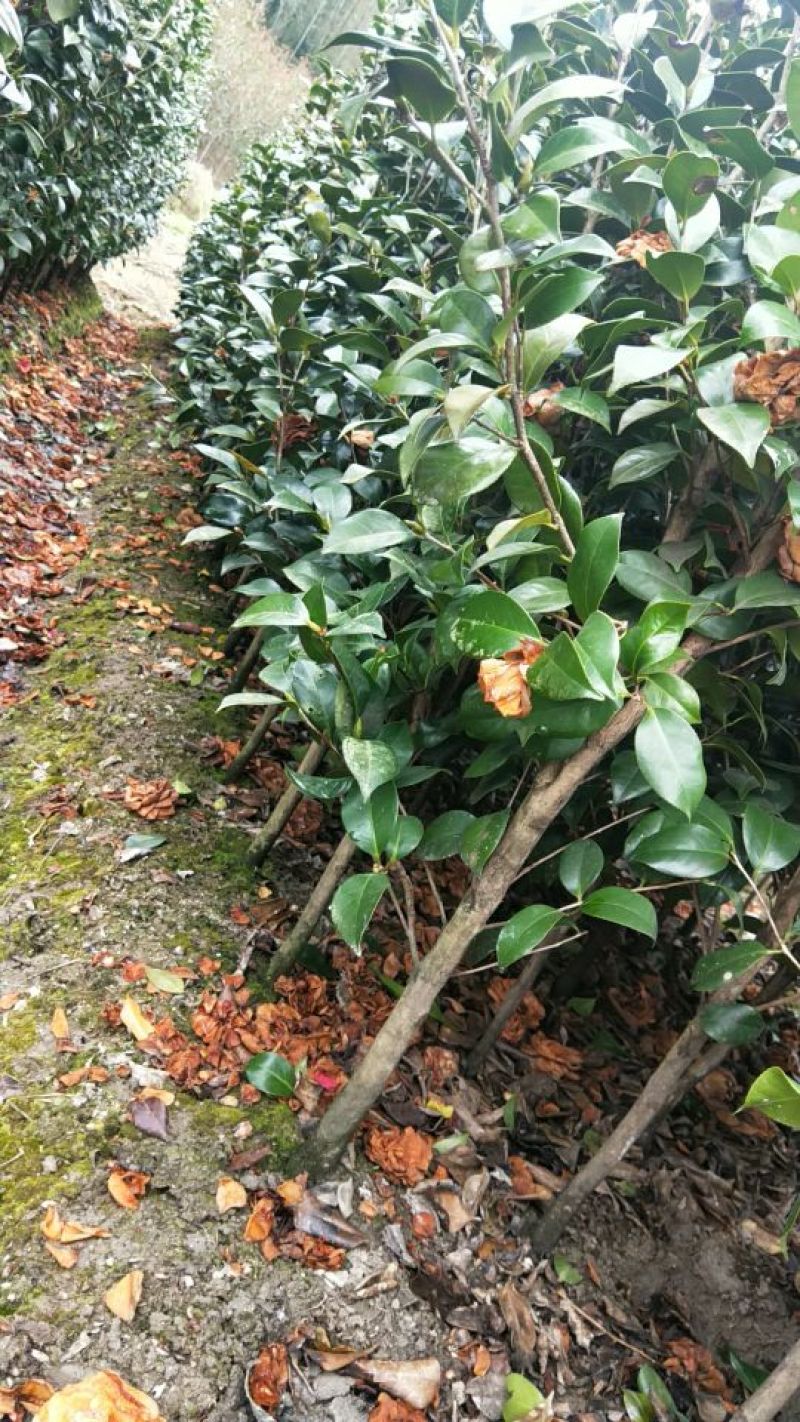 大量现货茶花2到3公分现货