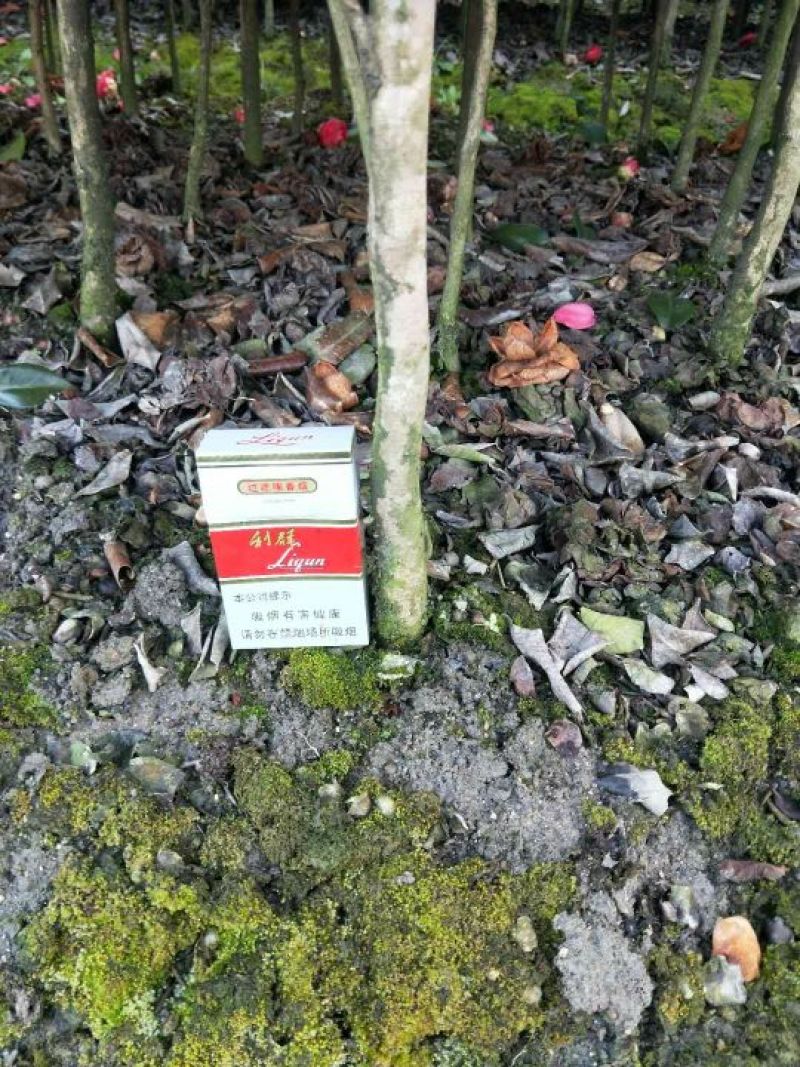 大量现货茶花2到3公分现货