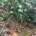 大量现货茶花2到3公分现货