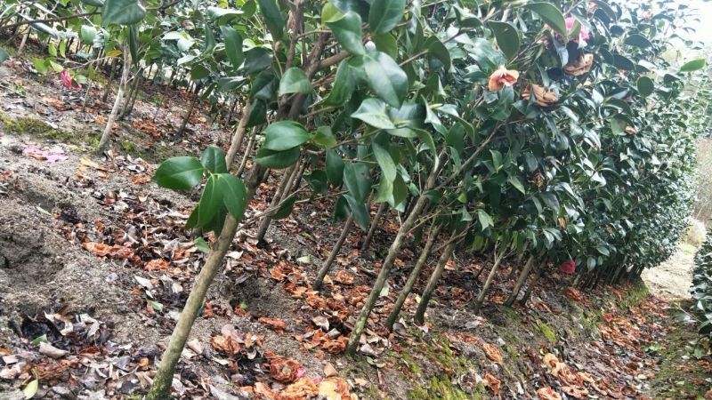 大量现货茶花2到3公分现货