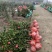 大量现货茶花2到3公分现货