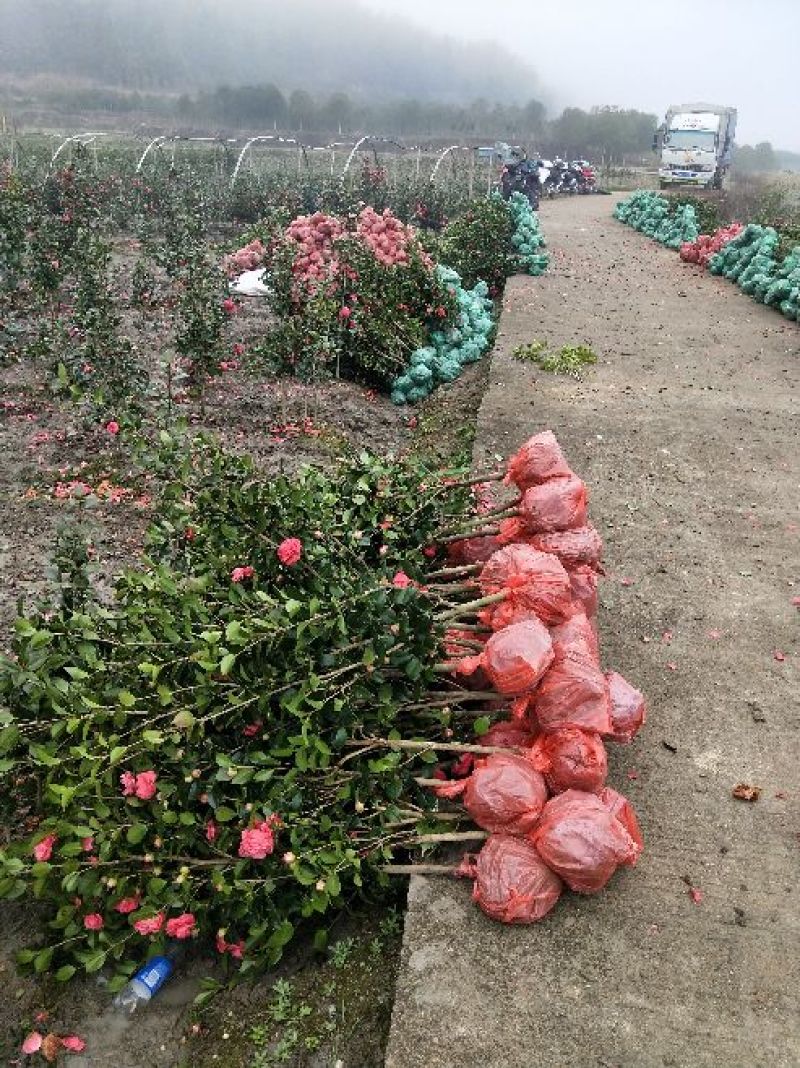 大量现货茶花2到3公分现货