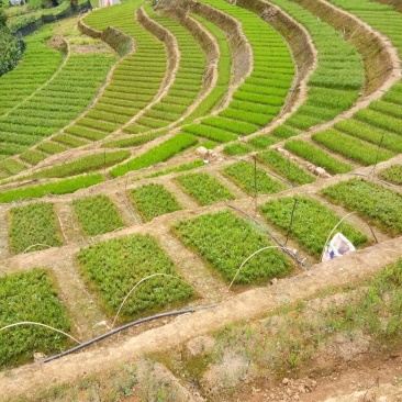 红根野蚕豆
