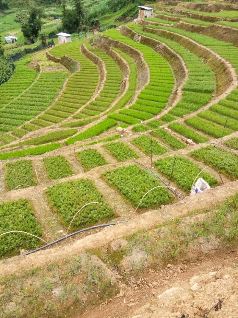 红根野蚕豆
