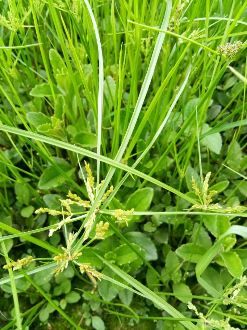 红根野蚕豆