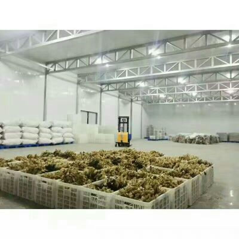 顶级无沙白菜干