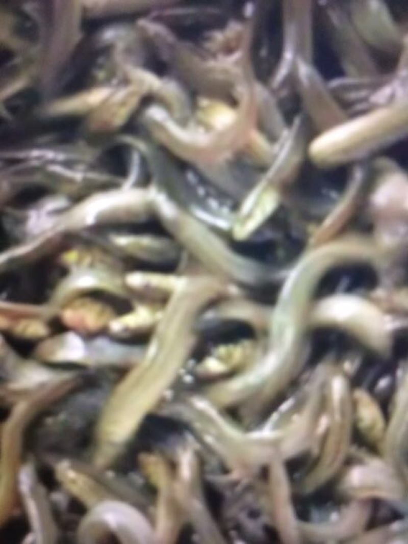 丁桂鱼10cm以下
