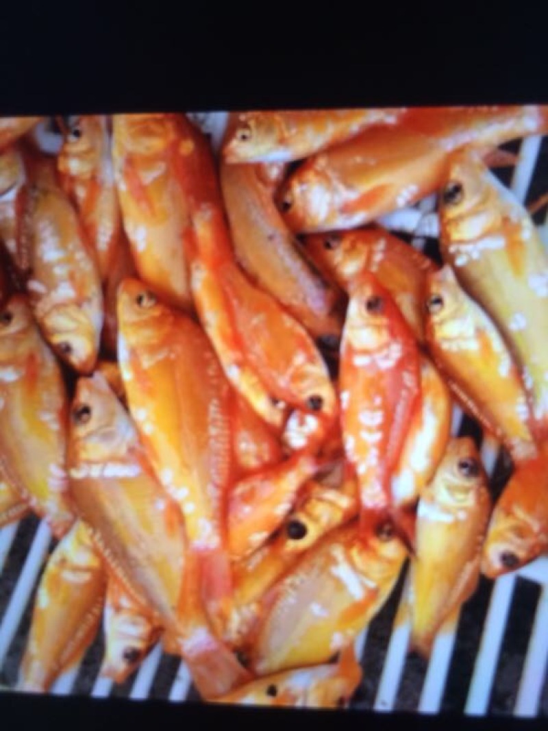 丁桂鱼10cm以下