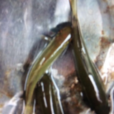 丁桂鱼10cm以下