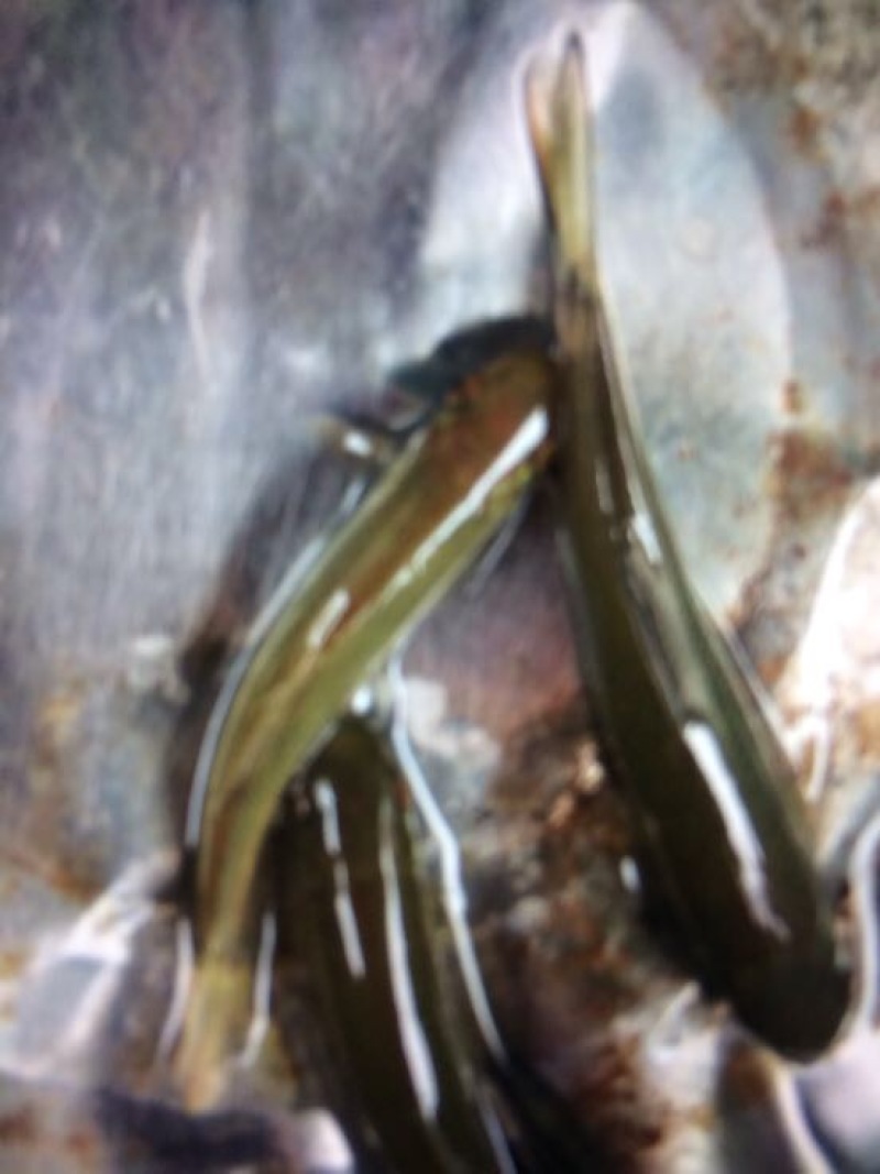 丁桂鱼10cm以下