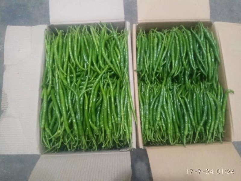 线椒﹥20厘米特辣青