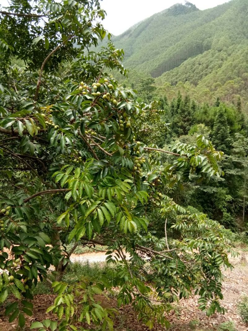 橄榄