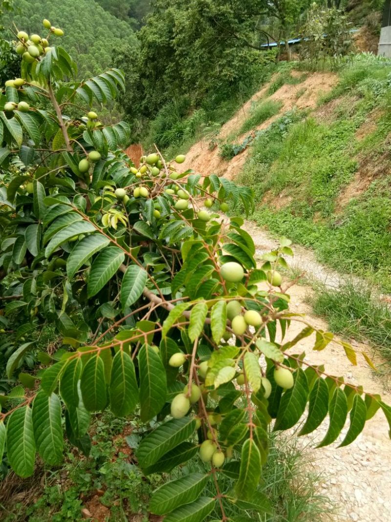 橄榄